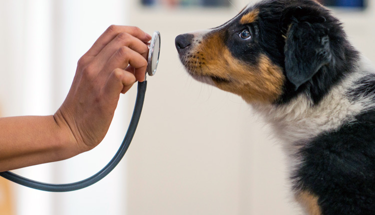 tierarztpraxis-welpe-untersuchung